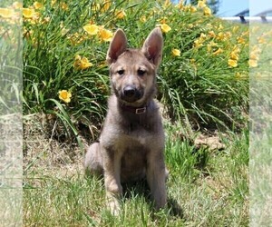 German Shepherd Dog Puppy for sale in STEWARTSTOWN, PA, USA