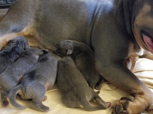 Mother of the American Pit Bull Terrier puppies born on 05/28/2017