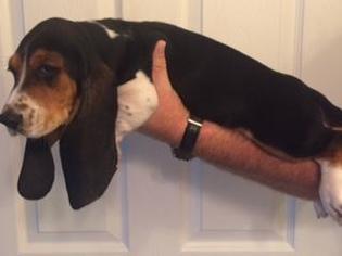 Basset Hound Puppy for sale in BAXLEY, GA, USA