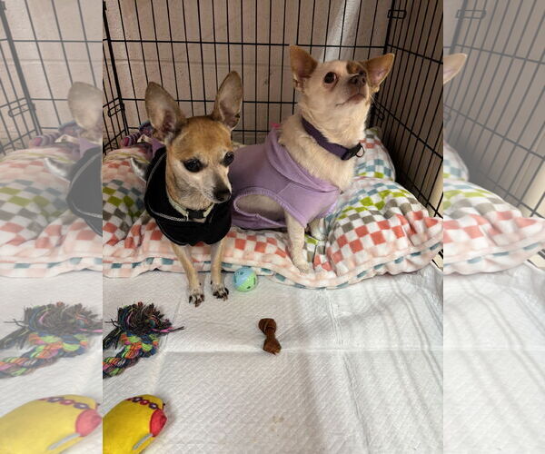 Medium Photo #3 Chihuahua Puppy For Sale in York, SC, USA