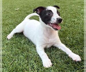 Chihuahua-Unknown Mix Dogs for adoption in San Antonio, TX, USA