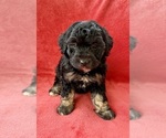 Small #2 Poodle (Miniature)