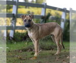 Small #4 Black Mouth Cur-German Shepherd Dog Mix