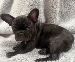 Small Photo #7 Faux Frenchbo Bulldog-French Bulldog Mix Puppy For Sale in MOUNDRIDGE, KS, USA