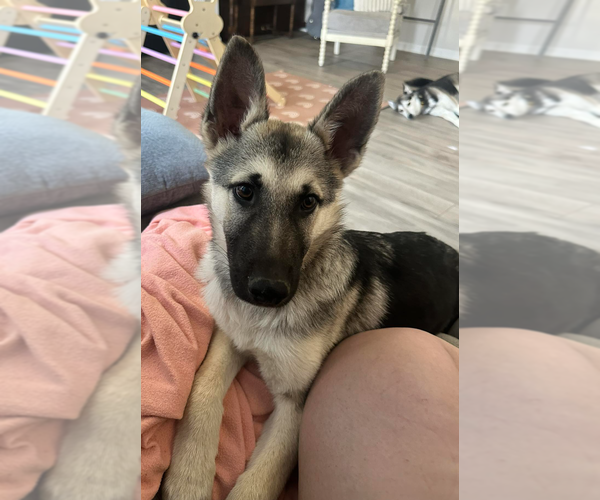 Medium Photo #1 German Shepherd Dog Puppy For Sale in La Grange , NC, USA