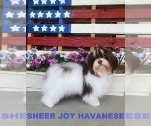 Father of the Havanese puppies born on 03/02/2025