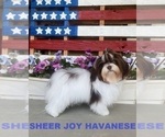 Small Photo #1 Havanese Puppy For Sale in POST FALLS, ID, USA