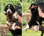 Puppy Red Collar Beagle