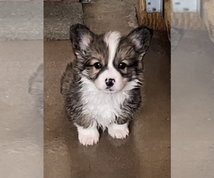 American Corgi Puppy for sale in SANDY VALLEY, NV, USA
