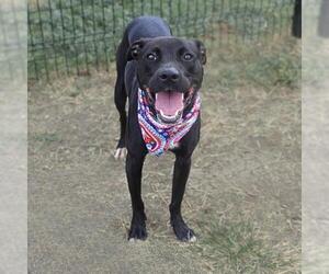 American Staffordshire Terrier-Unknown Mix Dogs for adoption in San Antonio, TX, USA