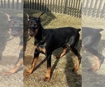 Small #8 Doberman Pinscher