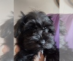 Puppy Max Schnauzer (Miniature)
