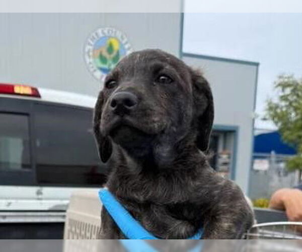 Medium Photo #1 Mutt Puppy For Sale in Redwood City, CA, USA