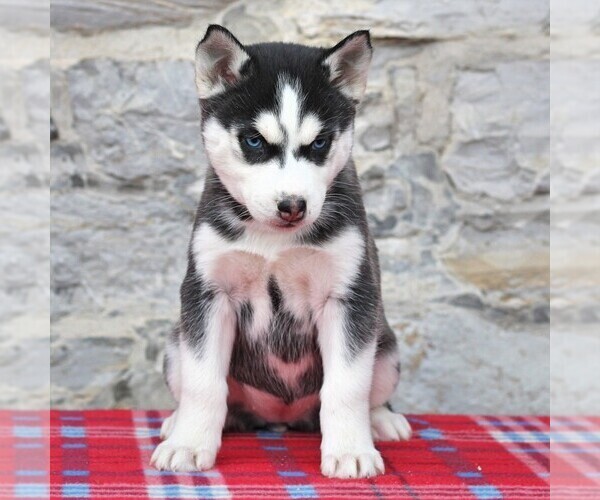 Medium Photo #1 Siberian Husky Puppy For Sale in HAGERSTOWN, MD, USA
