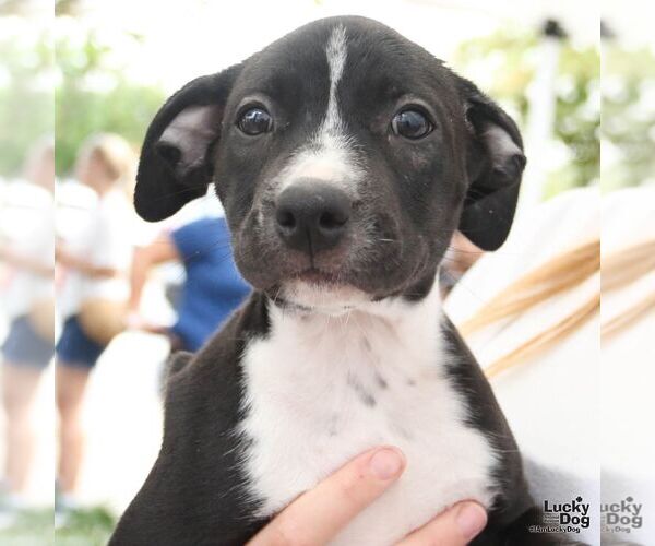 Medium Photo #3 Labrador Retriever-Unknown Mix Puppy For Sale in Washington, DC, USA