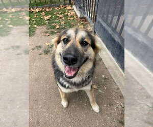 German Shepherd Dog-Unknown Mix Dogs for adoption in Riverside, CA, USA