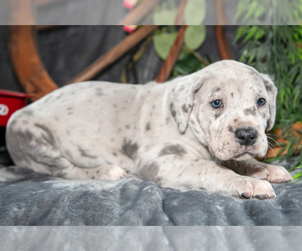 Medium Photo #2 Great Dane Puppy For Sale in SHELBY, OH, USA