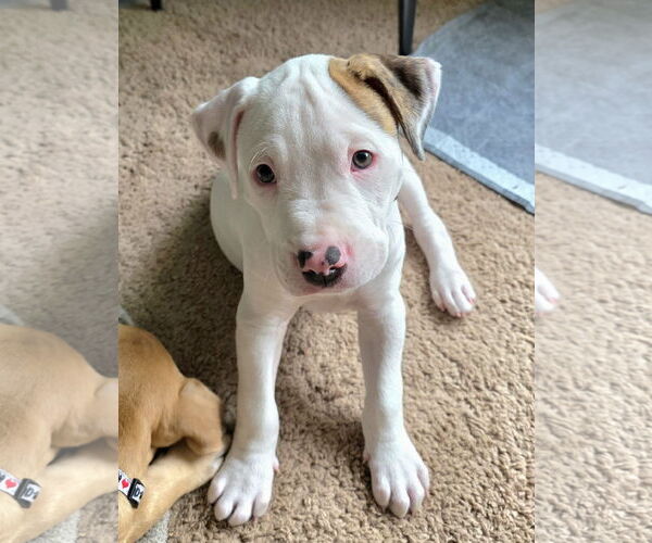 Medium Photo #9 Mutt Puppy For Sale in Holly Springs, NC, USA