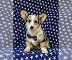 Small Photo #1 Pembroke Welsh Corgi Puppy For Sale in NEW PARK, PA, USA
