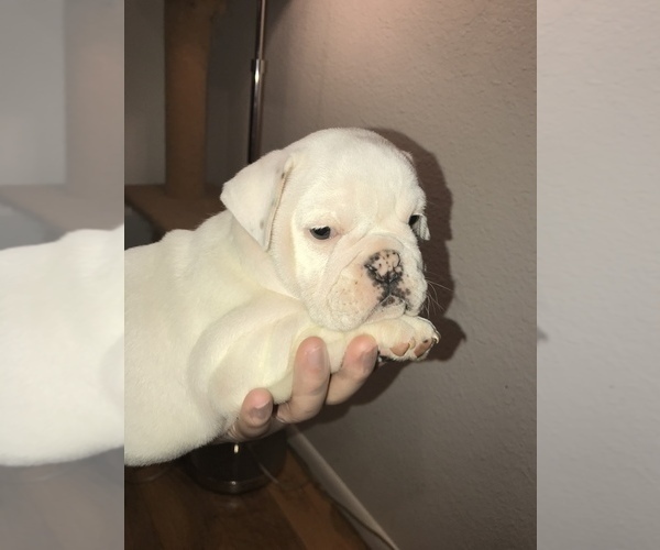 Medium Photo #6 Bulldog Puppy For Sale in CHANDLER, AZ, USA