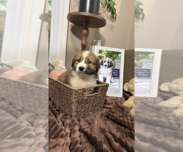 Medium Photo #7 Australian Shepherd Puppy For Sale in LEXINGTON, SC, USA