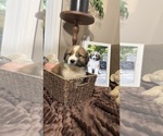 Small Photo #39 Australian Shepherd Puppy For Sale in LEXINGTON, SC, USA