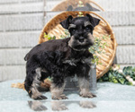 Small Photo #15 Schnauzer (Miniature) Puppy For Sale in BALTIC, OH, USA