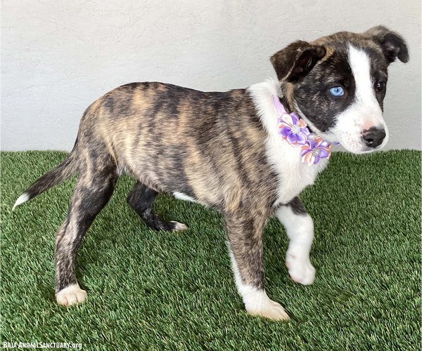 Medium Photo #3 Mutt Puppy For Sale in San Diego, CA, USA