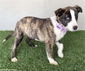 Francine - Female Mutt Dog for Adoption - Photo #3