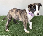 Small #2 Mutt