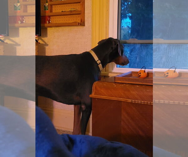 Medium Photo #4 Doberman Pinscher Puppy For Sale in Buffalo, MN, USA