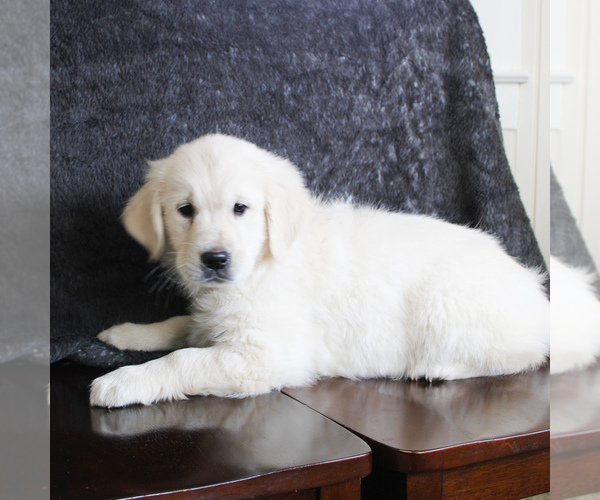 Medium Photo #1 English Cream Golden Retriever Puppy For Sale in MANHEIM, PA, USA