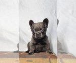 Small #2 French Bulldog