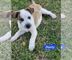 Mountain Cur-Unknown Mix Dogs for adoption in Oakhurst, NJ, USA