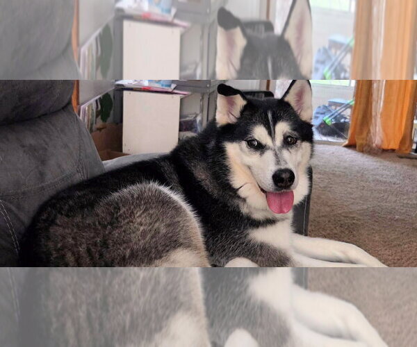 Medium Photo #1 Siberian Husky Puppy For Sale in Omaha, NE, USA