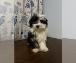 Small #41 Havanese