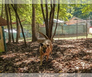 Brandie - Female German Shepherd Dog-Unknown Mix Dog for Adoption - Photo #2