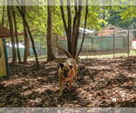 Small Photo #2 German Shepherd Dog-Unknown Mix Puppy For Sale in McCormick, SC, USA