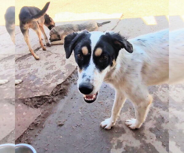 Medium Photo #4 Australian Shepherd-Unknown Mix Puppy For Sale in Pena Blanca, NM, USA