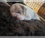 Small Photo #10 English Bulldog Puppy For Sale in TRABUCO CANYON, CA, USA