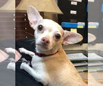 Small #1 Chihuahua