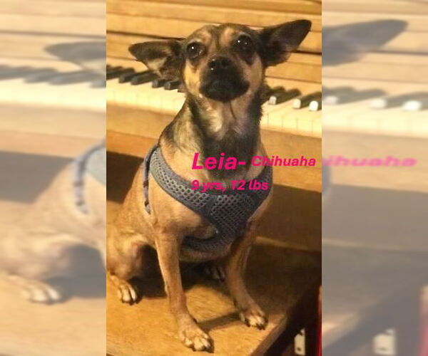Medium Photo #2 Chihuahua Puppy For Sale in Key Largo, FL, USA