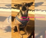 Small #1 Chihuahua