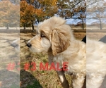 Small Photo #24 Goldendoodle Puppy For Sale in CLARKSVILLE, TX, USA