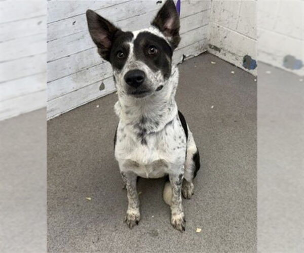 Medium Photo #1 Mutt Puppy For Sale in San Bernardino, CA, USA