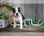 Small #1 Boston Terrier
