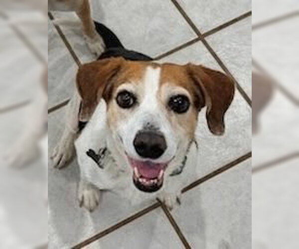 Medium Photo #5 Beagle-Unknown Mix Puppy For Sale in Dunnellon, FL, USA