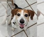 Small #4 Beagle Mix