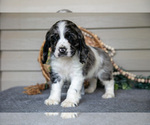 Small #3 Cocker Spaniel