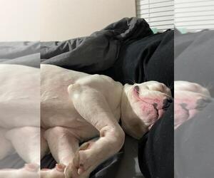 American Staffordshire Terrier-Unknown Mix Dogs for adoption in Pipe Creek, TX, USA